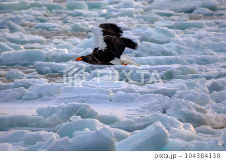 鷲　オオワシ　北海道　オホーツク海　遊覧船　クルーズ船　流氷 104384138
