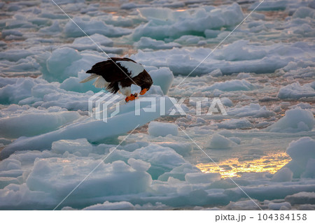 鷲　オオワシ　北海道　オホーツク海　遊覧船　クルーズ船　流氷 104384158