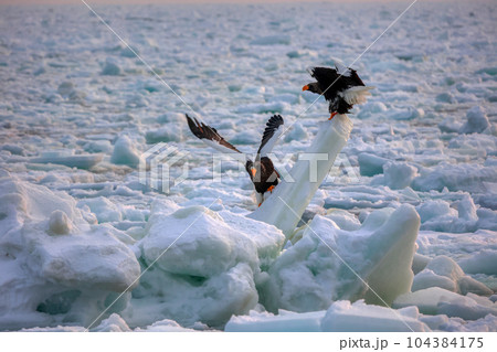 鷲　オオワシ　北海道　オホーツク海　遊覧船　クルーズ船　流氷 104384175