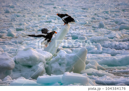 鷲　オオワシ　北海道　オホーツク海　遊覧船　クルーズ船　流氷 104384176