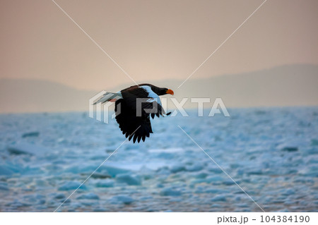 鷲　オオワシ　北海道　オホーツク海　遊覧船　クルーズ船　流氷 104384190