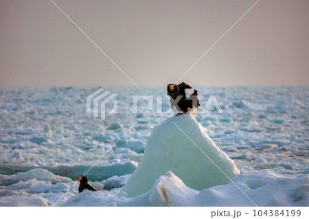 鷲 オオワシ 北海道 オホーツク海 遊覧船 クルーズ船 流氷 鷲 オオワシ 北海道 オホーツク海 遊覧船 クルーズ船 流氷 104384199