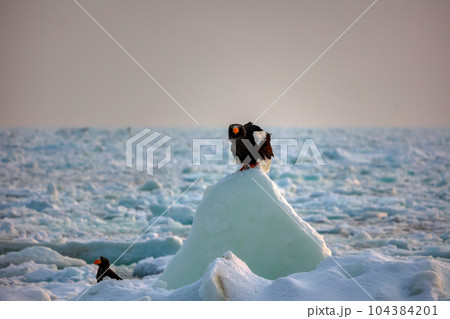 鷲 オオワシ 北海道 オホーツク海 遊覧船 クルーズ船 流氷 鷲 オオワシ 北海道 オホーツク海 遊覧船 クルーズ船 流氷 104384201