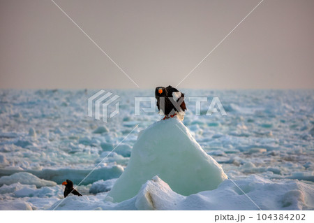 鷲 オオワシ 北海道 オホーツク海 遊覧船 クルーズ船 流氷 鷲 オオワシ 北海道 オホーツク海 遊覧船 クルーズ船 流氷 104384202