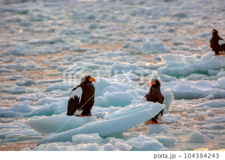 鷲　オオワシ　北海道　オホーツク海　遊覧船　クルーズ船　流氷 104384243
