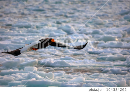 鷲　オオワシ　北海道　オホーツク海　遊覧船　クルーズ船　流氷 104384262