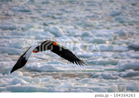 鷲 オオワシ 北海道 オホーツク海 遊覧船 クルーズ船 流氷 鷲 オオワシ 北海道 オホーツク海 遊覧船 クルーズ船 流氷 104384263
