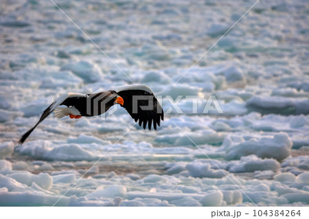 鷲 オオワシ 北海道 オホーツク海 遊覧船 クルーズ船 流氷 鷲 オオワシ 北海道 オホーツク海 遊覧船 クルーズ船 流氷 104384264