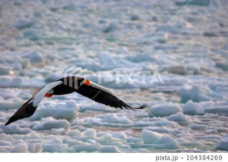 鷲　オオワシ　北海道　オホーツク海　遊覧船　クルーズ船　流氷 104384269