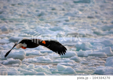 鷲　オオワシ　北海道　オホーツク海　遊覧船　クルーズ船　流氷 104384270