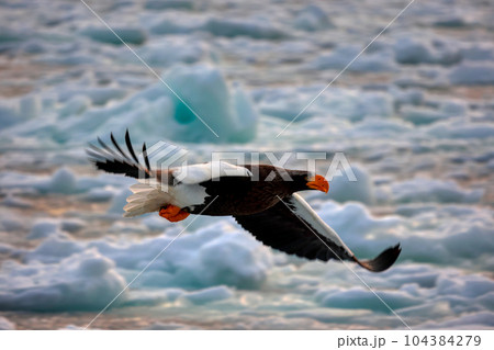 鷲　オオワシ　北海道　オホーツク海　遊覧船　クルーズ船　流氷 104384279
