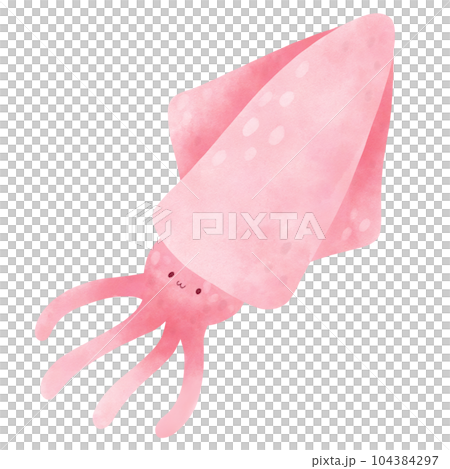 squid squid 104384297