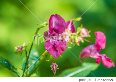 Flowers of touchy glandular close-up. Impatiens glandulifera. Flowers of touchy glandular close-up. Impatiens glandulifera. 104384459