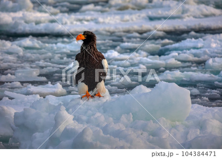 鷲　オオワシ　北海道　オホーツク海　遊覧船　クルーズ船　流氷 104384471