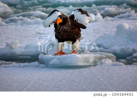 鷲 オオワシ 北海道 オホーツク海 遊覧船 クルーズ船 流氷 鷲 オオワシ 北海道 オホーツク海 遊覧船 クルーズ船 流氷 104384491