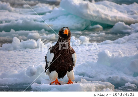 鷲　オオワシ　北海道　オホーツク海　遊覧船　クルーズ船　流氷 104384503