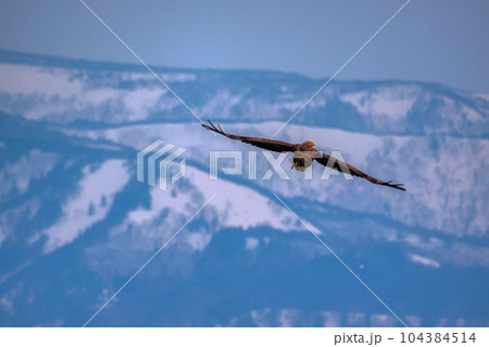 鷲 オオワシ 北海道 オホーツク海 遊覧船 クルーズ船 流氷 鷲 オオワシ 北海道 オホーツク海 遊覧船 クルーズ船 流氷 104384514