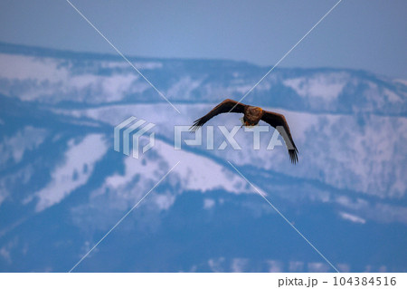鷲 オオワシ 北海道 オホーツク海 遊覧船 クルーズ船 流氷 鷲 オオワシ 北海道 オホーツク海 遊覧船 クルーズ船 流氷 104384516