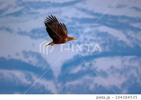 鷲　オオワシ　北海道　オホーツク海　遊覧船　クルーズ船　流氷 104384535