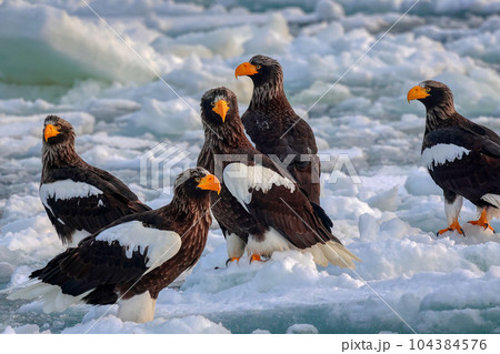 鷲　オオワシ　北海道　オホーツク海　遊覧船　クルーズ船　流氷 104384576