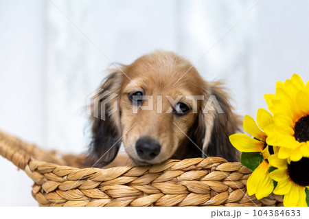 カニンヘンダックスフンドの仔犬 カニンヘンダックスフンドの仔犬 104384633
