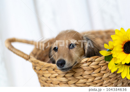 カニンヘンダックスフンドの仔犬 104384636