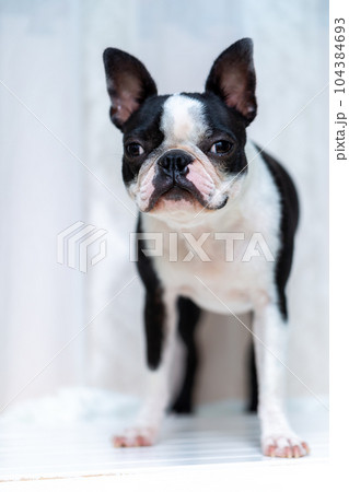 愛犬のボストンテリア 104384693