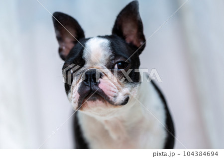 愛犬のボストンテリア 104384694