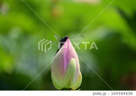 古代ハスにとまるトンボ 104384836