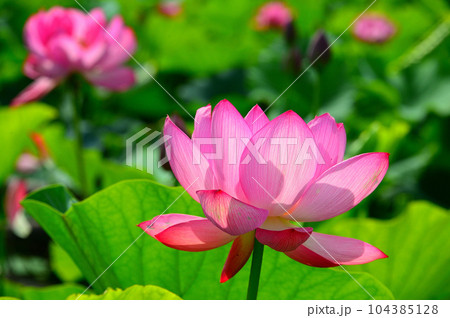 蓮の花 104385128