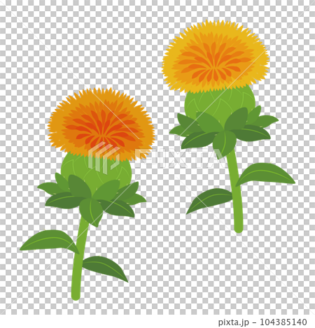 紅花插圖 紅花插圖 104385140
