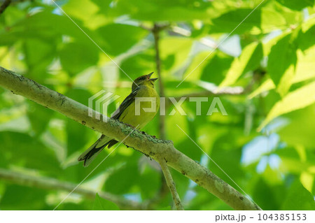 さえずるノジコ 104385153