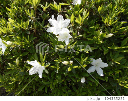 徐々に咲き始めた白いツツジの花 徐々に咲き始めた白いツツジの花 104385221