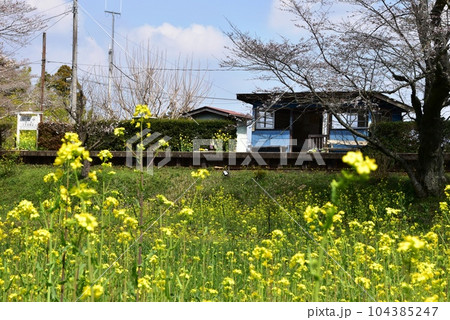 市原市　小湊鉄道線の飯給（いたぶ）駅ホームと満開菜の花 104385247