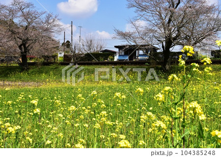 市原市　小湊鉄道線の飯給（いたぶ）駅ホームと満開菜の花 104385248