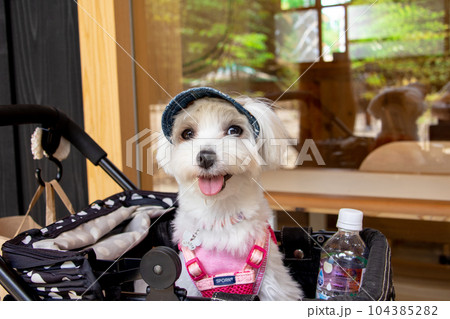 笑う犬 笑う犬 104385282