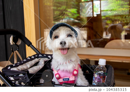 笑う犬 笑う犬 104385315