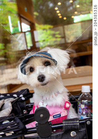 おすまし犬 おすまし犬 104385316