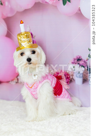 誕生日の犬 104385323