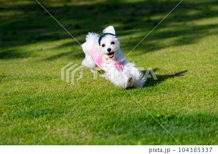 走る犬 走る犬 104385337