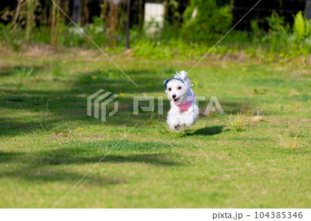 走る犬 走る犬 104385346