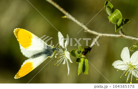 Butterfly with orange spots on its wings perched on a white fruit tree flower Butterfly with orange spots on its wings perched on a white fruit tree flower 104385378