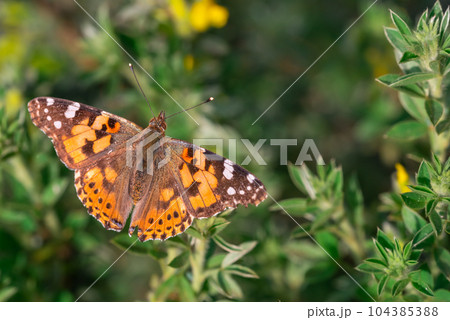 Vanessa Cardui is a well-known colorful butterfly known as the painted lady on the green grass 104385388