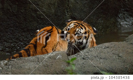 宵のうちに見つめ合うアムールトラの兄妹（1歳半） 104385438