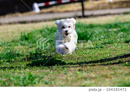 走る犬 走る犬 104385472