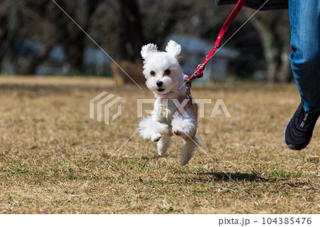 走る犬 104385476