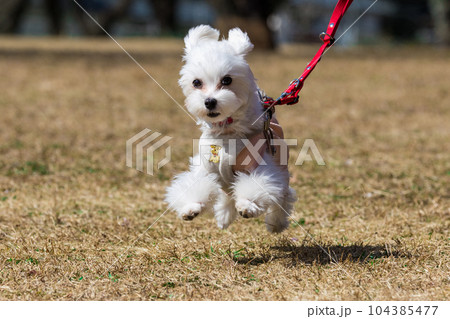 走る犬 走る犬 104385477