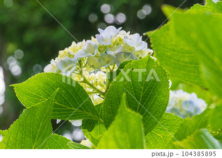 淡く青みがかった紫陽花の花を透かして見る 104385895