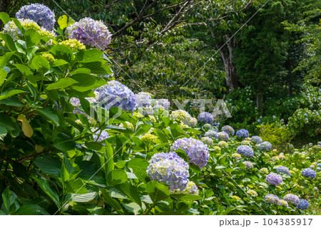 青みがかってきた麻綿原高原のアジサイの群生地 104385917