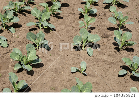 A bed of young cabbage leaves. In the garden, young cabbage shoots close-up. Selective focus A bed of young cabbage leaves. In the garden, young cabbage shoots close-up. Selective focus 104385921